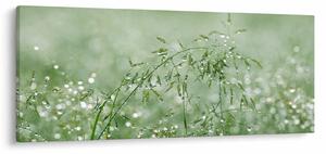 Obraz - Ranná rosa na steblach trávy (120x50 cm)