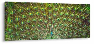 Obraz - Páv (120x50 cm)