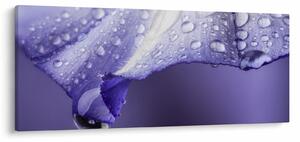 Obraz - Okvetný lístok s kvapkami (120x50 cm)