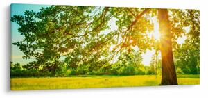 Obraz - Slnečný les (120x50 cm)