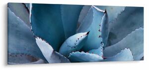 Obraz - Agáve (120x50 cm)