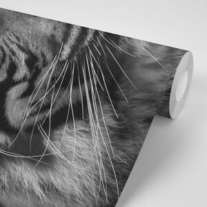 Fototapeta bengálsky čiernobiely tiger - 225x150