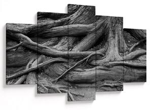 Obraz - Korene stromu (150x105 cm)