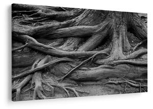 Obraz - Korene stromu (90x60 cm)