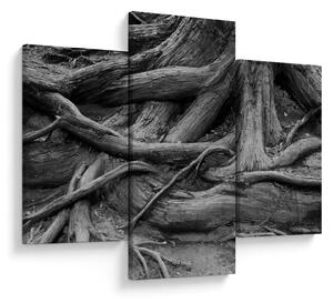 Obraz - Korene stromu (90x60 cm)
