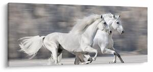 Obraz - Biele kone v zime (120x50 cm)