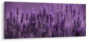 Obraz - Levanduľa (120x50 cm)