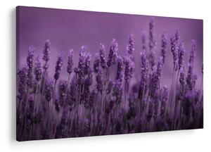 Obraz - Levanduľa (90x60 cm)
