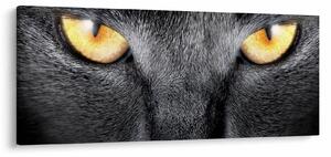 Obraz - Blízky portrét mačky (120x50 cm)