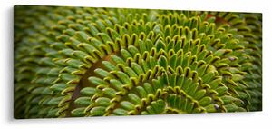 Obraz - Papraď (120x50 cm)