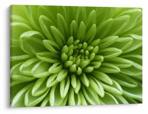 Obraz - Makro snímka rastliny (70x50 cm)