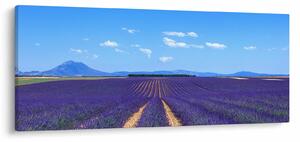 Obraz - Levanduľové pole (120x50 cm)