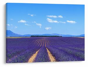Obraz - Levanduľové pole (70x50 cm)