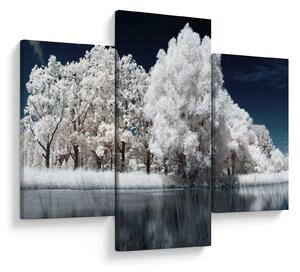 Obraz - Snehobiele stromy (90x60 cm)