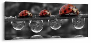 Obraz - Lienka sedembodková, čiernobiela (120x50 cm)
