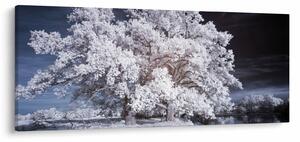 Obraz - Snehobiely strom (120x50 cm)