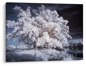 Obraz - Snehobiely strom (70x50 cm)