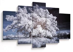Obraz - Snehobiely strom (150x105 cm)