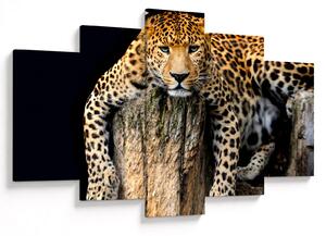 Obraz - Gepard (150x105 cm)