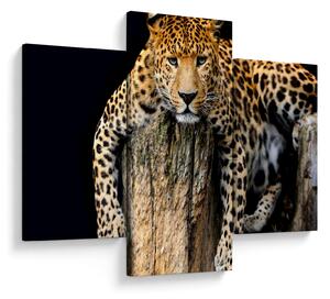 Obraz - Gepard (90x60 cm)