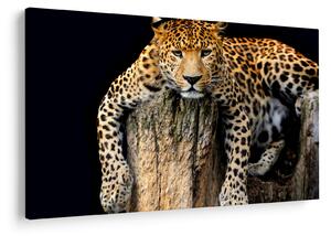 Obraz - Gepard (90x60 cm)