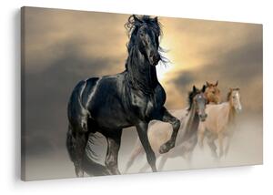 Obraz - Kone (90x60 cm)