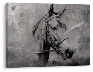 Obraz - Portrét koňa (70x50 cm)