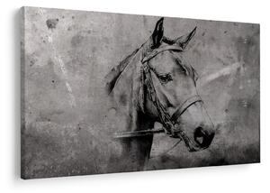 Obraz - Portrét koňa (90x60 cm)