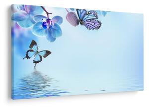Obraz - Motýľ na kvetoch orchidey, modrý (90x60 cm)