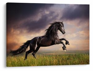 Obraz - Kone (70x50 cm)