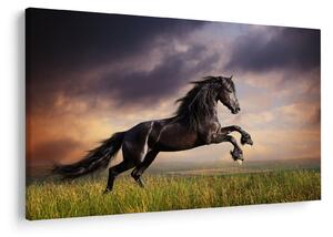 Obraz - Kone (90x60 cm)