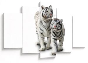 Obraz - Biely tiger (150x105 cm)