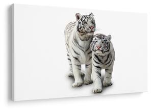 Obraz - Biely tiger (90x60 cm)