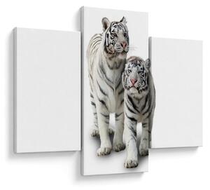 Obraz - Biely tiger (90x60 cm)