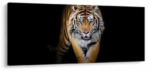 Obraz - Tiger (120x50 cm)