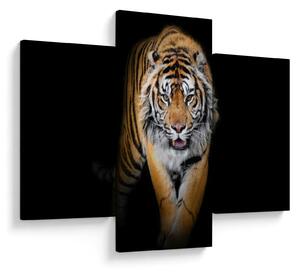 Obraz - Tiger (90x60 cm)