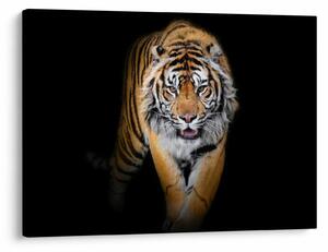 Obraz - Tiger (70x50 cm)