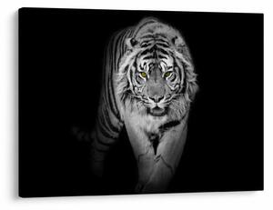 Obraz - Tiger so žltými očami (70x50 cm)