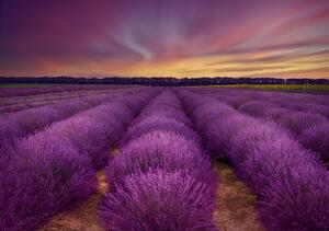 Umelecká fotografie Lavender field, Nikki Georgieva V, (40 x 26.7 cm)