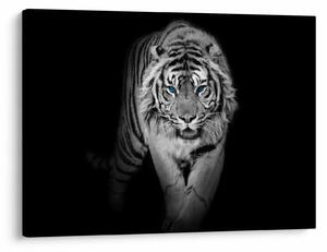 Obraz - Tiger s modrými očami (70x50 cm)