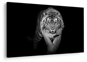 Obraz - Tiger s modrými očami (90x60 cm)