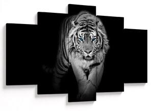 Obraz - Tiger s modrými očami (150x105 cm)