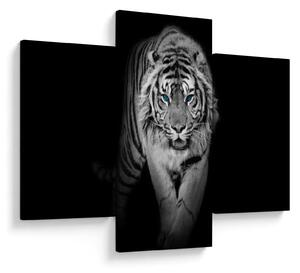 Obraz - Tiger s modrými očami (90x60 cm)