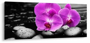 Obraz - Fialové orchidey (120x50 cm)