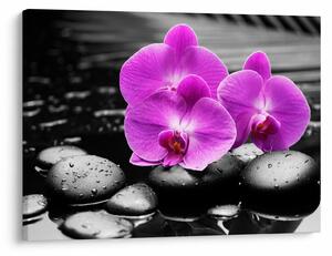 Obraz - Fialové orchidey (70x50 cm)