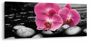 Obraz - Ružové orchidey (120x50 cm)
