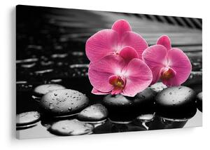 Obraz - Ružové orchidey (90x60 cm)