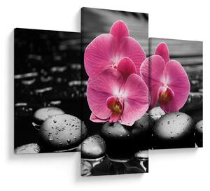 Obraz - Ružové orchidey (90x60 cm)