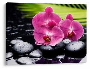 Obraz - Ružové orchidey s palmovým listom (70x50 cm)
