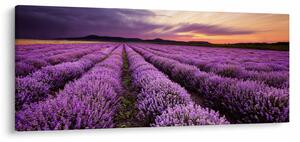 Obraz - Levanduľové pole pri západe slnka (120x50 cm)